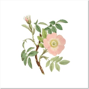 Dog Rose Flower Botanical Illustration Posters and Art